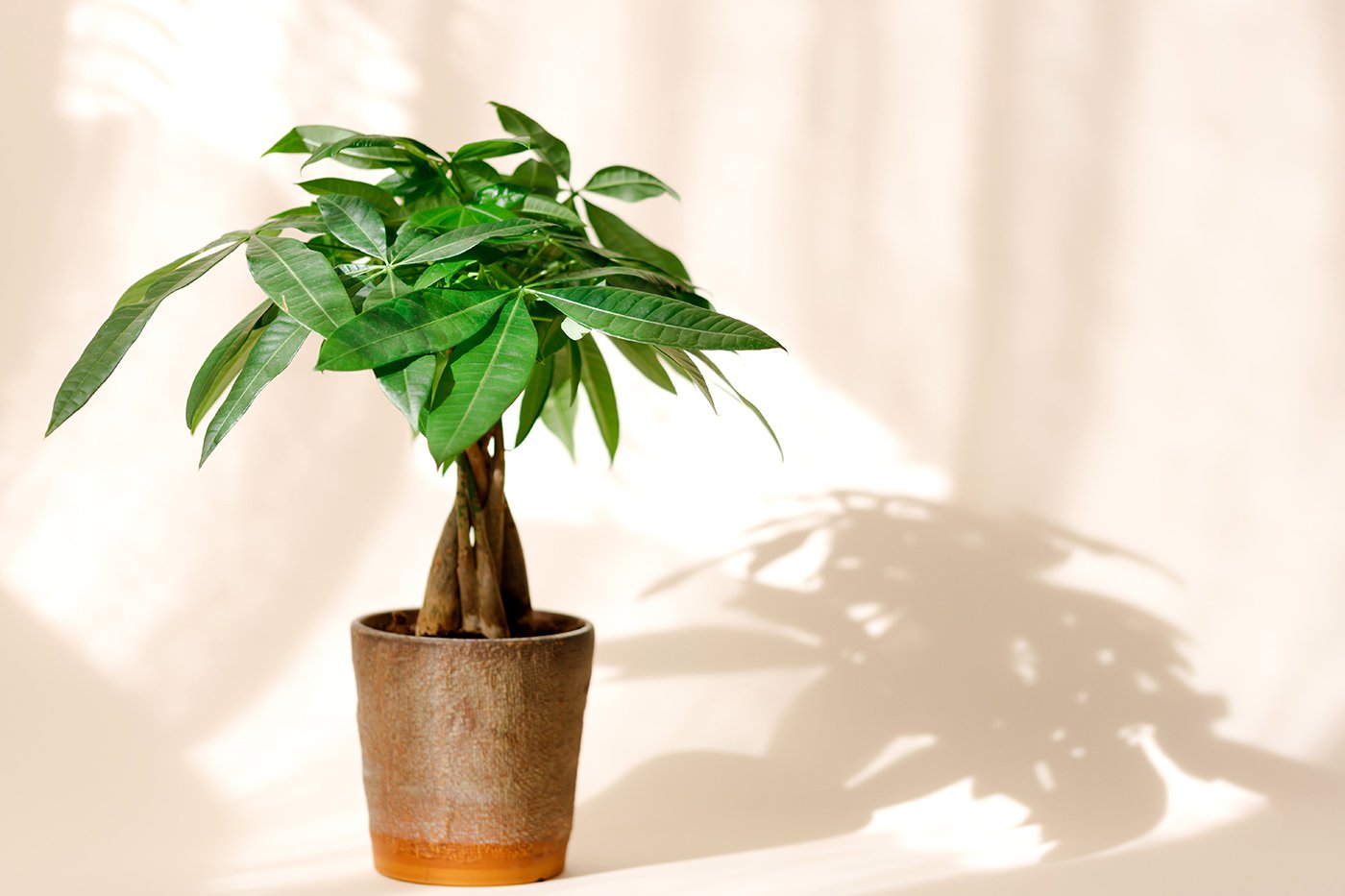 money tree-min