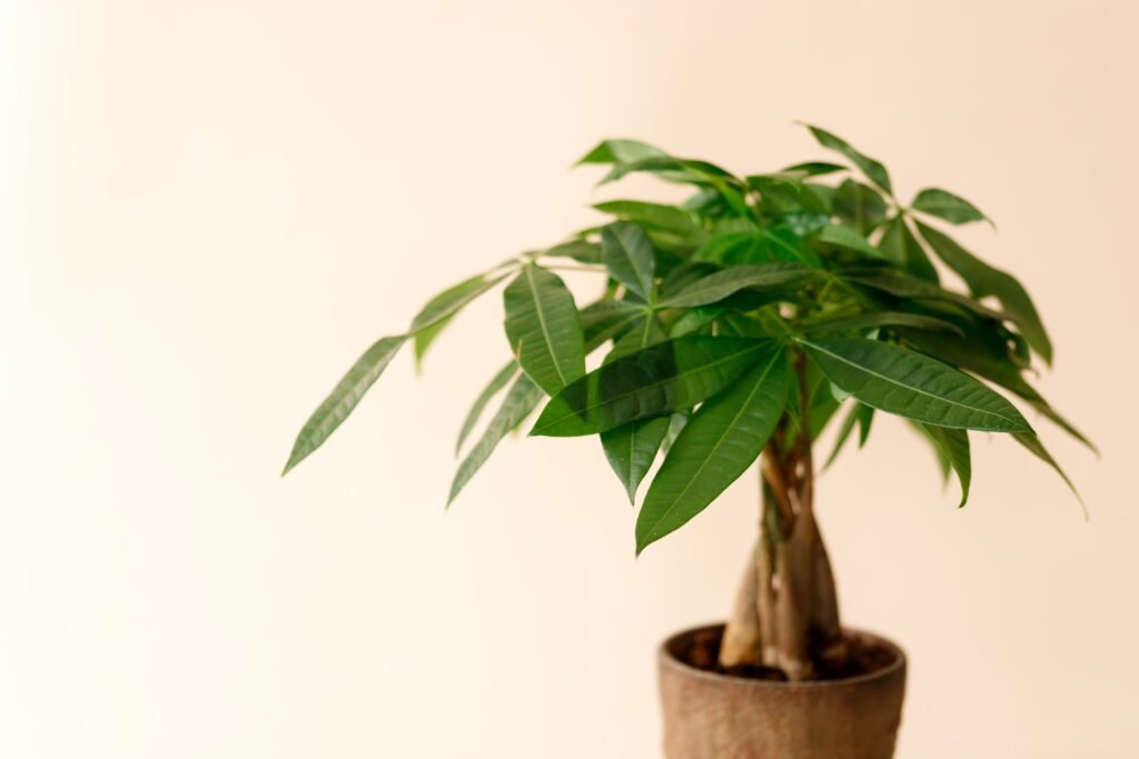 MONEY TREE