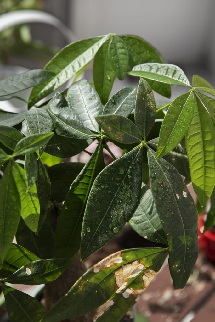 MONEY TREE