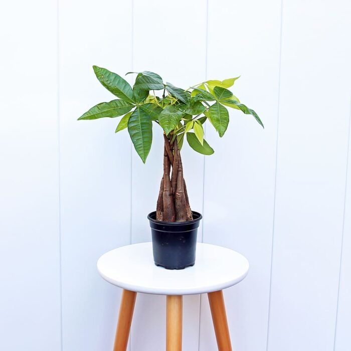 Pachira Money Tree