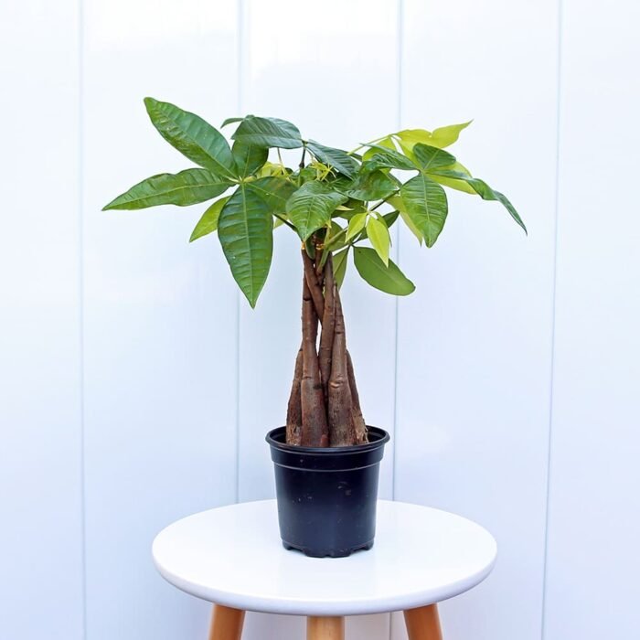 Pachira Money Tree