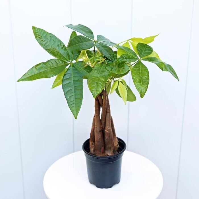 Pachira Money Tree