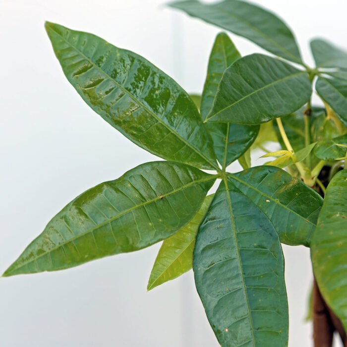 Pachira Money Tree