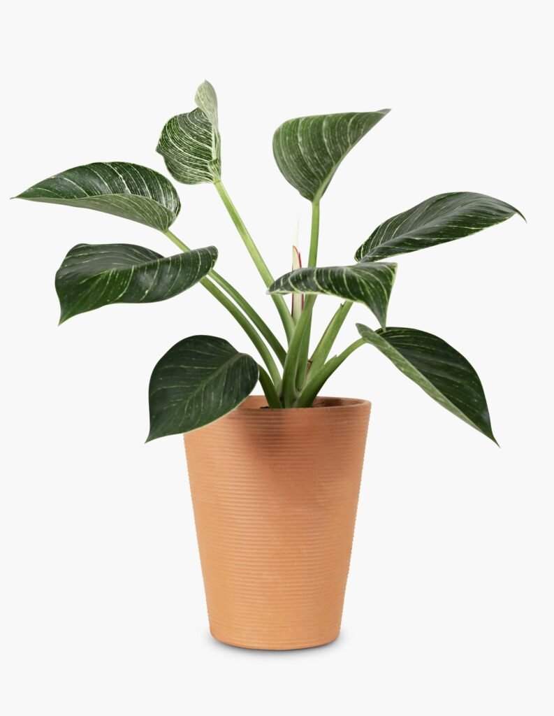 PHILODENDRON PLANTS