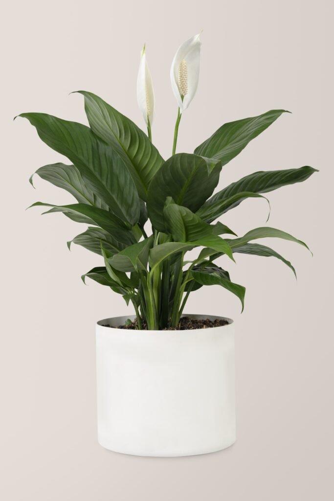 SPATHIPHYLLUM
