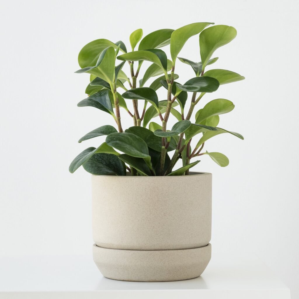 PEPEROMIA