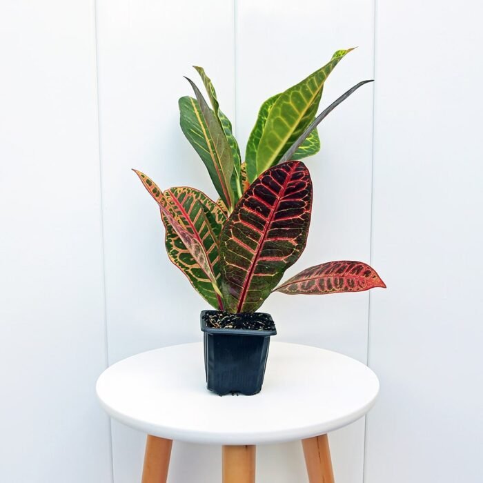 Croton Petra