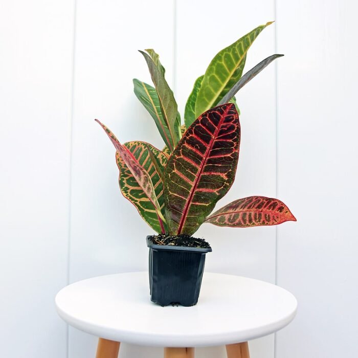 Croton Petra