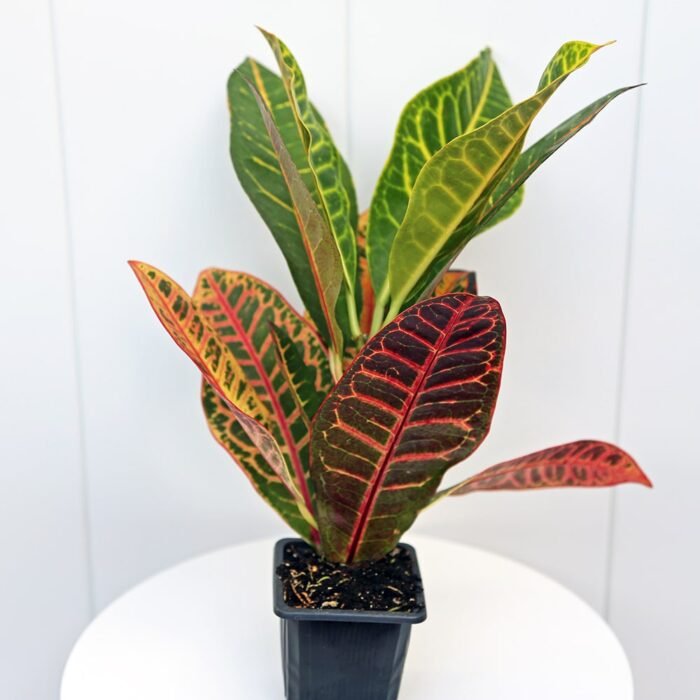 Croton Petra