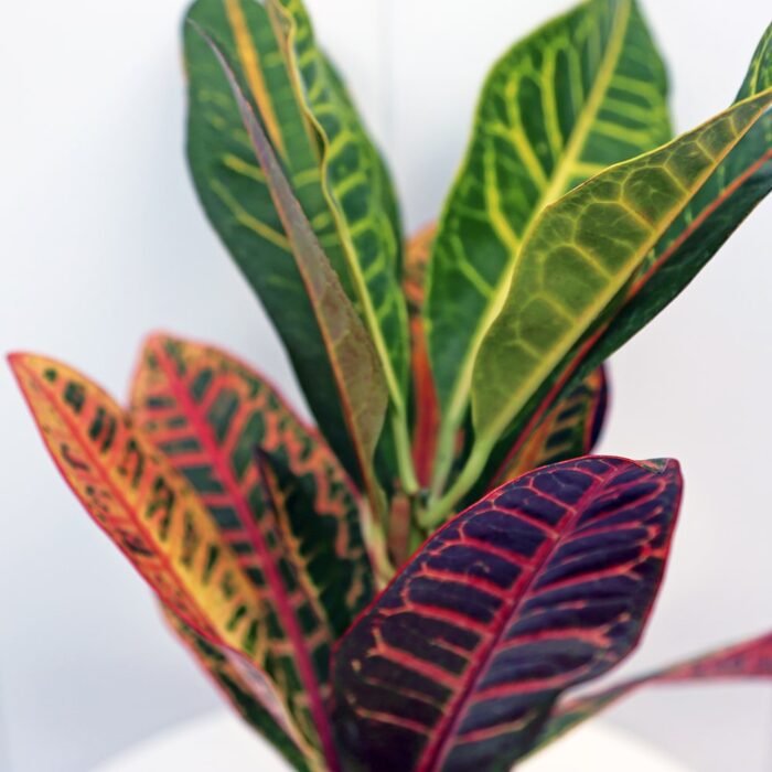 Croton Petra