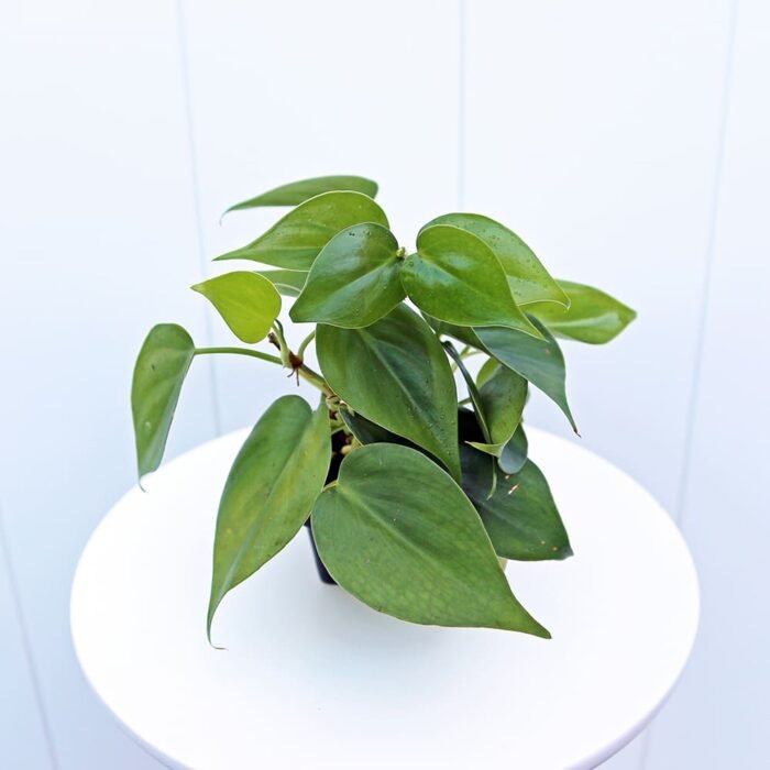 Heartleaf Philodendron