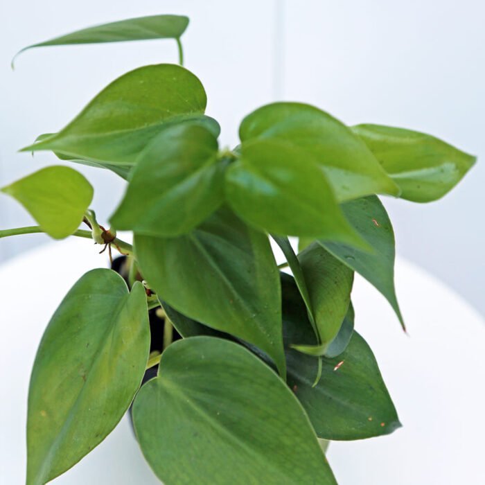 Heartleaf Philodendron