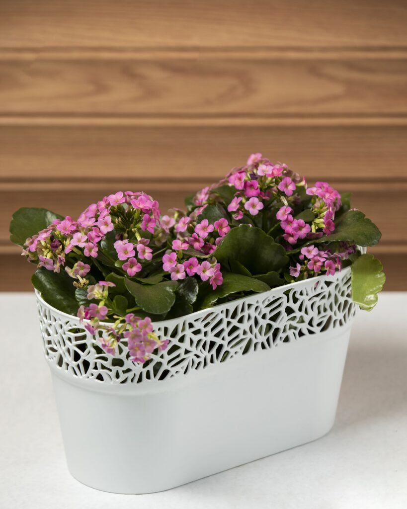 KALANCHOE