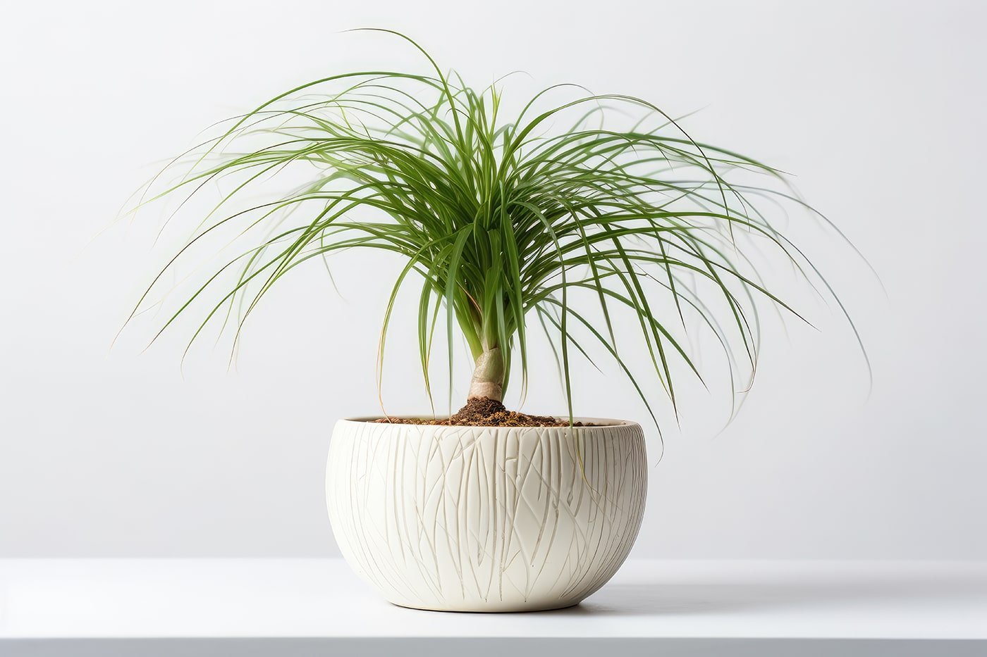 ponytail-palm-beaucarnea-recurvata-white-pot-white-background-generative-ai-min