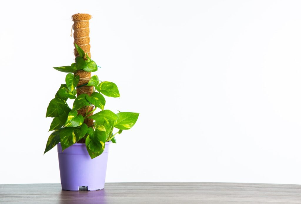 POTHOS PLANTS