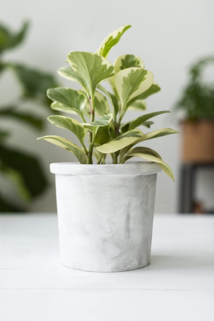 PEPEROMIA