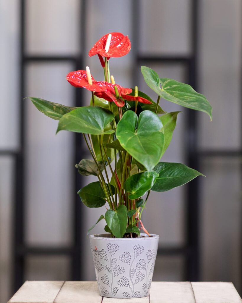 ANTHURIUM