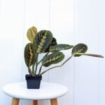 Red Maranta