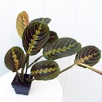 Red Maranta