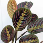 Red Maranta