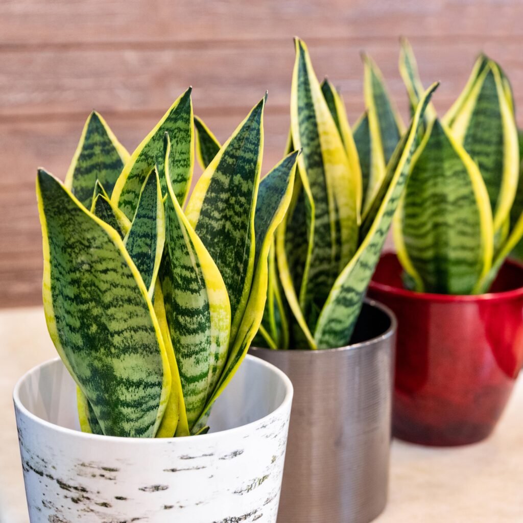 SANSEVIERIA