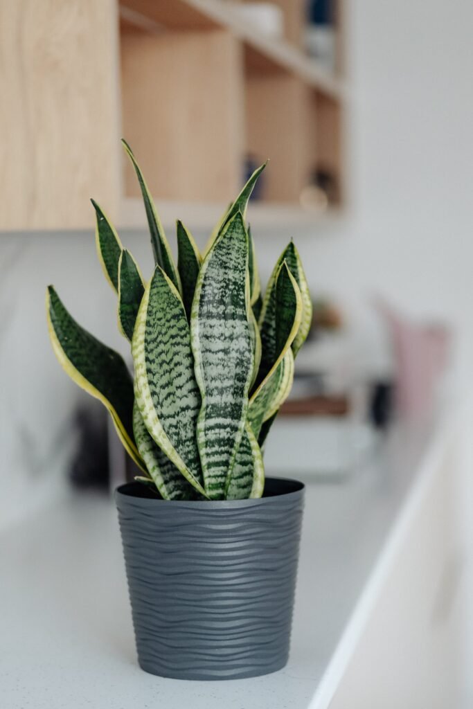 SANSEVIERIA