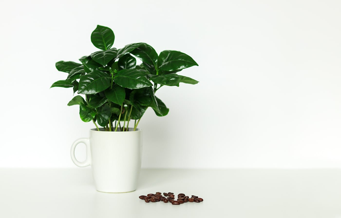 small-potted-arabica-coffee-tree-plant-cup-min