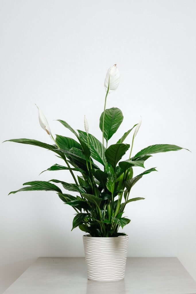 SPATHIPHYLLUM