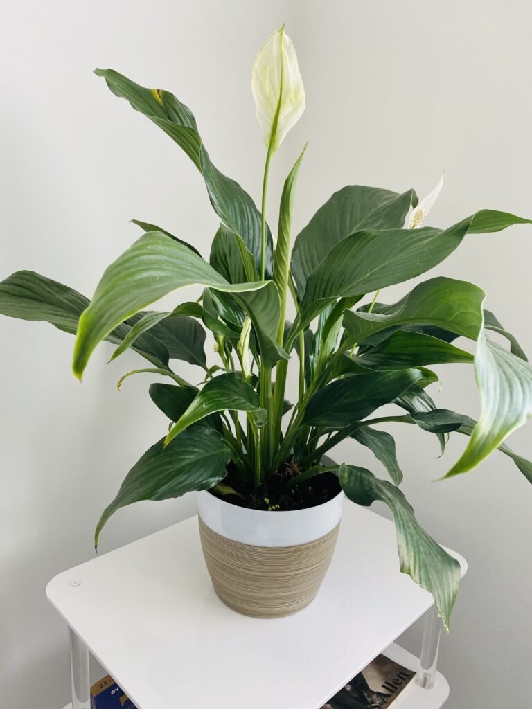 SPATHIPHYLLUM