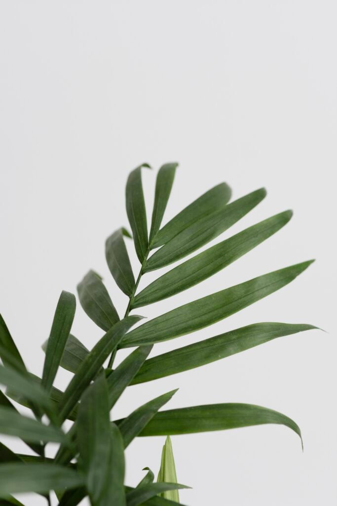 PARLOR PALM