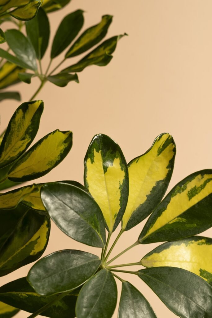 SCHEFFLERA
