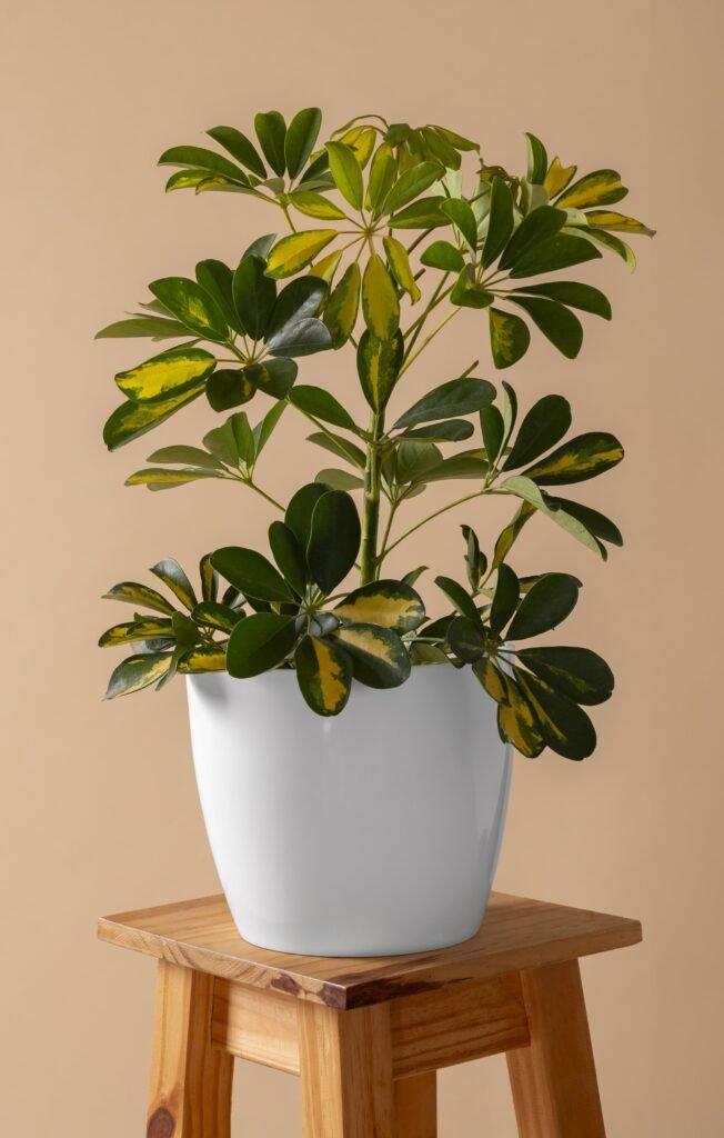 SCHEFFLERA