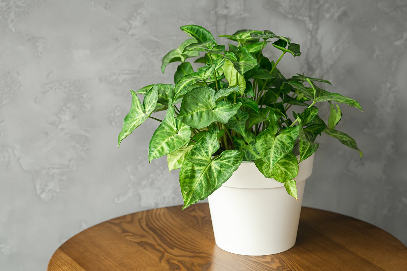 syngonium-min