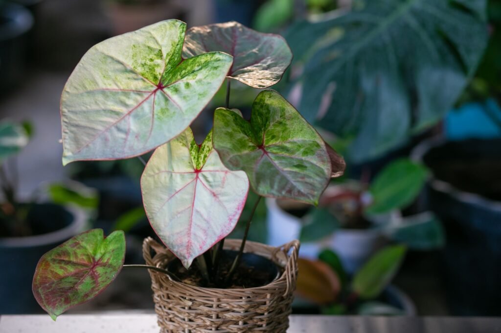 SYNGONIUM ARROWHEAD