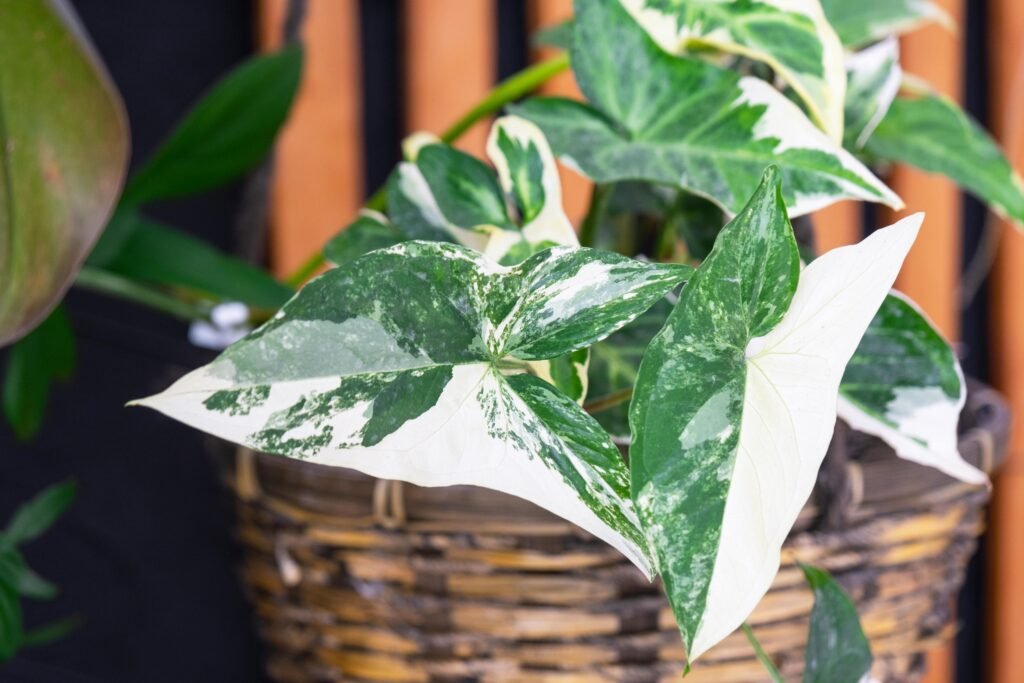 SYNGONIUM ARROWHEAD