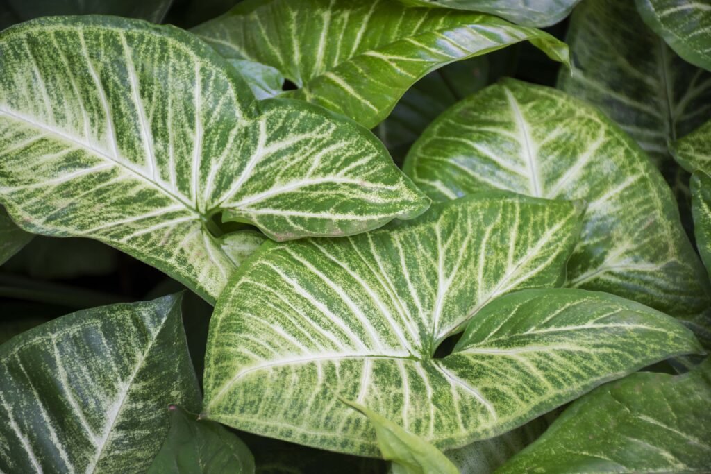 SYNGONIUM ARROWHEAD