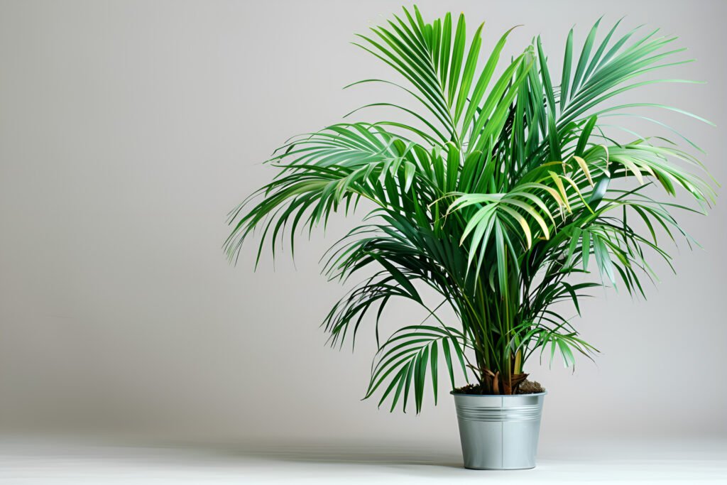 PARLOR PALM