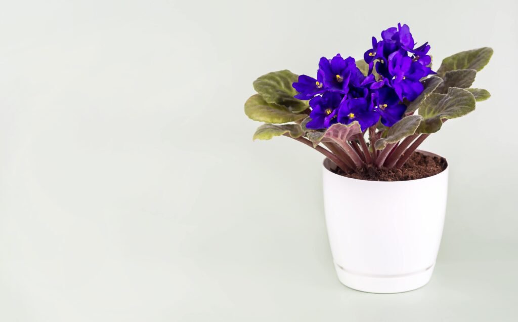 violet