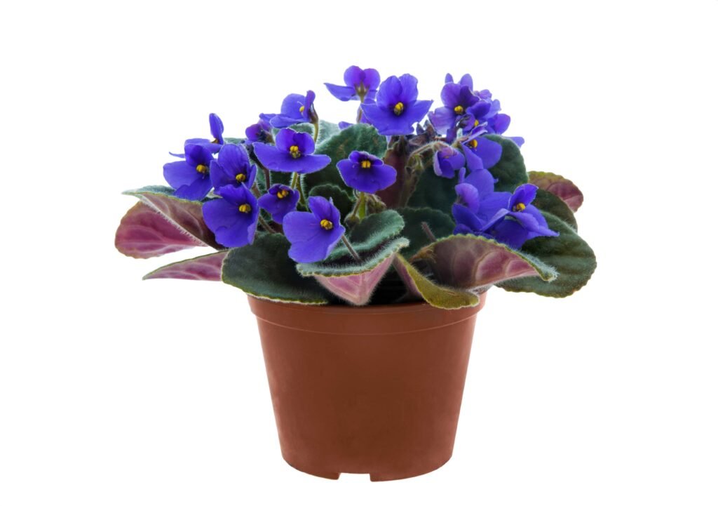 violet