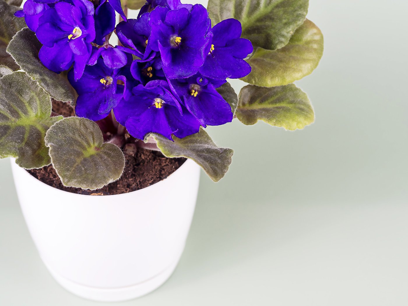 violet2-min