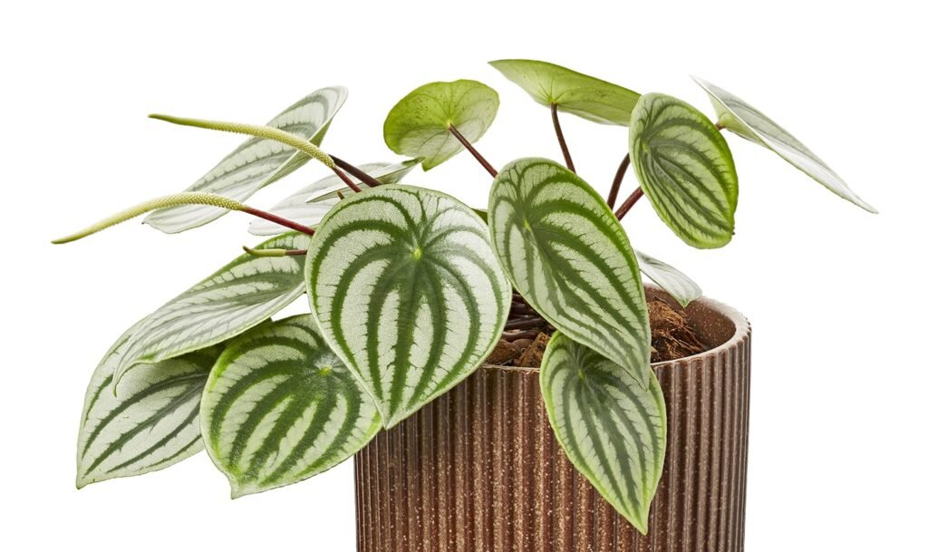 PEPEROMIA