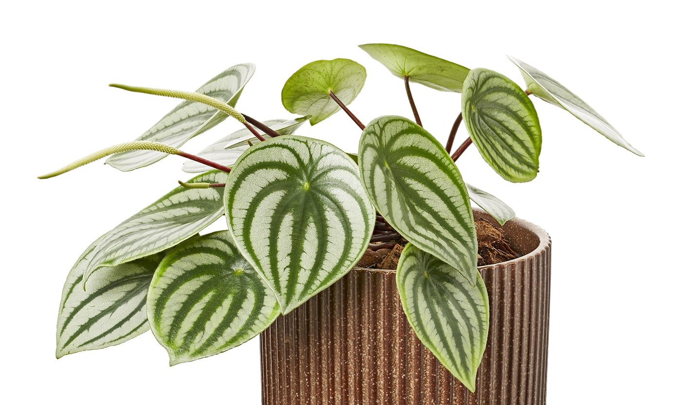 watermelon-peperomia-pot-peperomia-sandersii-plant-isolated-white-background-min