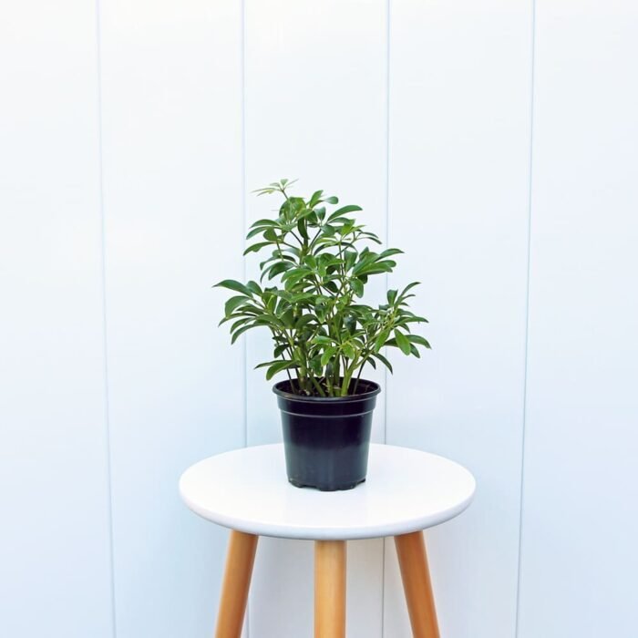 Hawaiian Schefflera