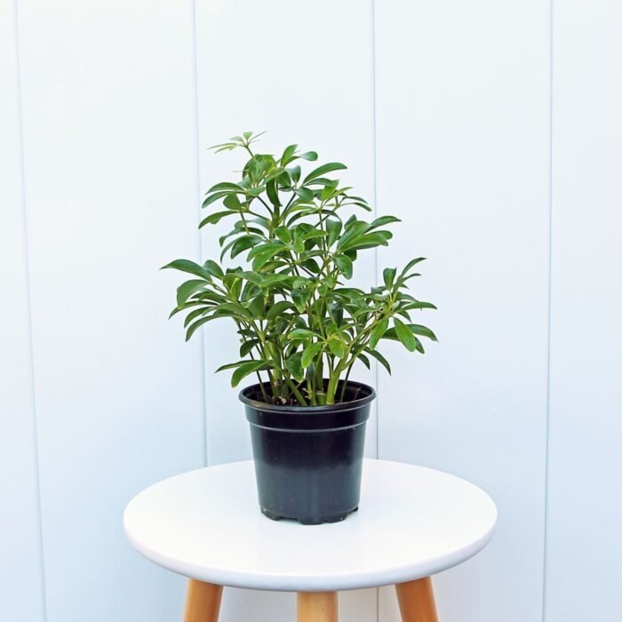 Hawaiian Schefflera