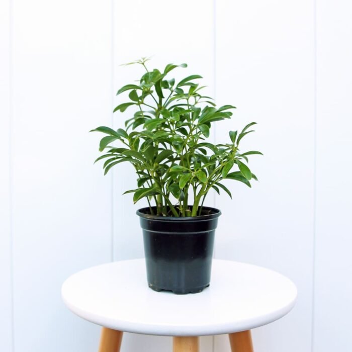 Hawaiian Schefflera