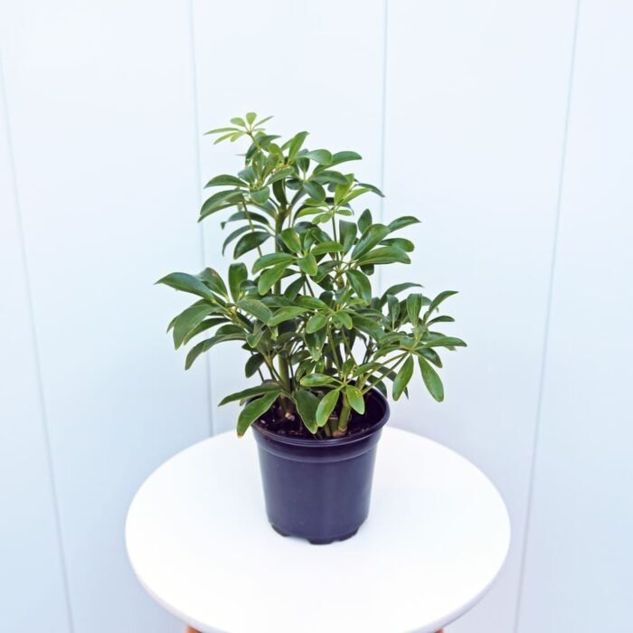 Hawaiian Schefflera