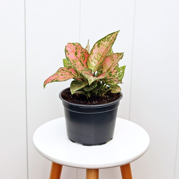 Aglaonema Lady Valentine