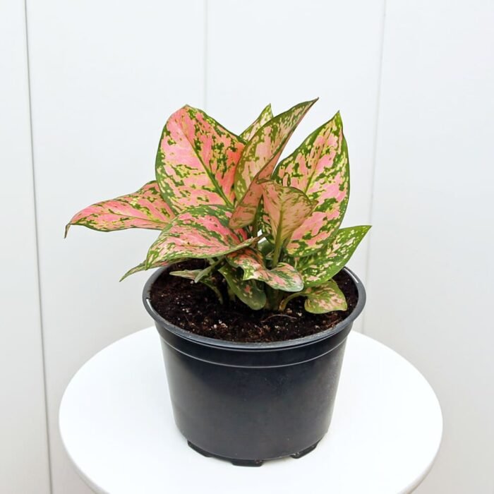 Aglaonema Lady Valentine