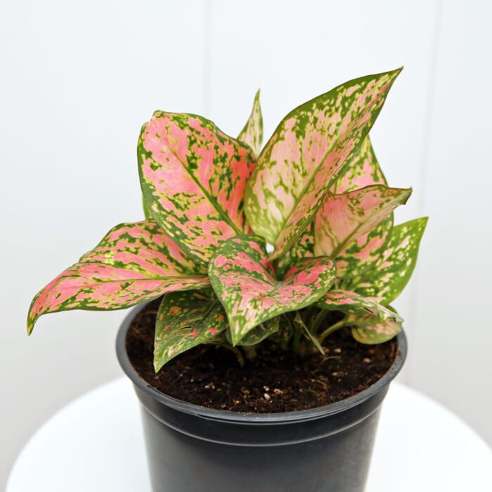 Aglaonema Lady Valentine