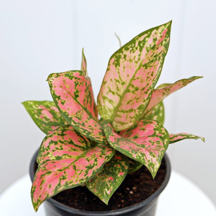 Aglaonema Lady Valentine